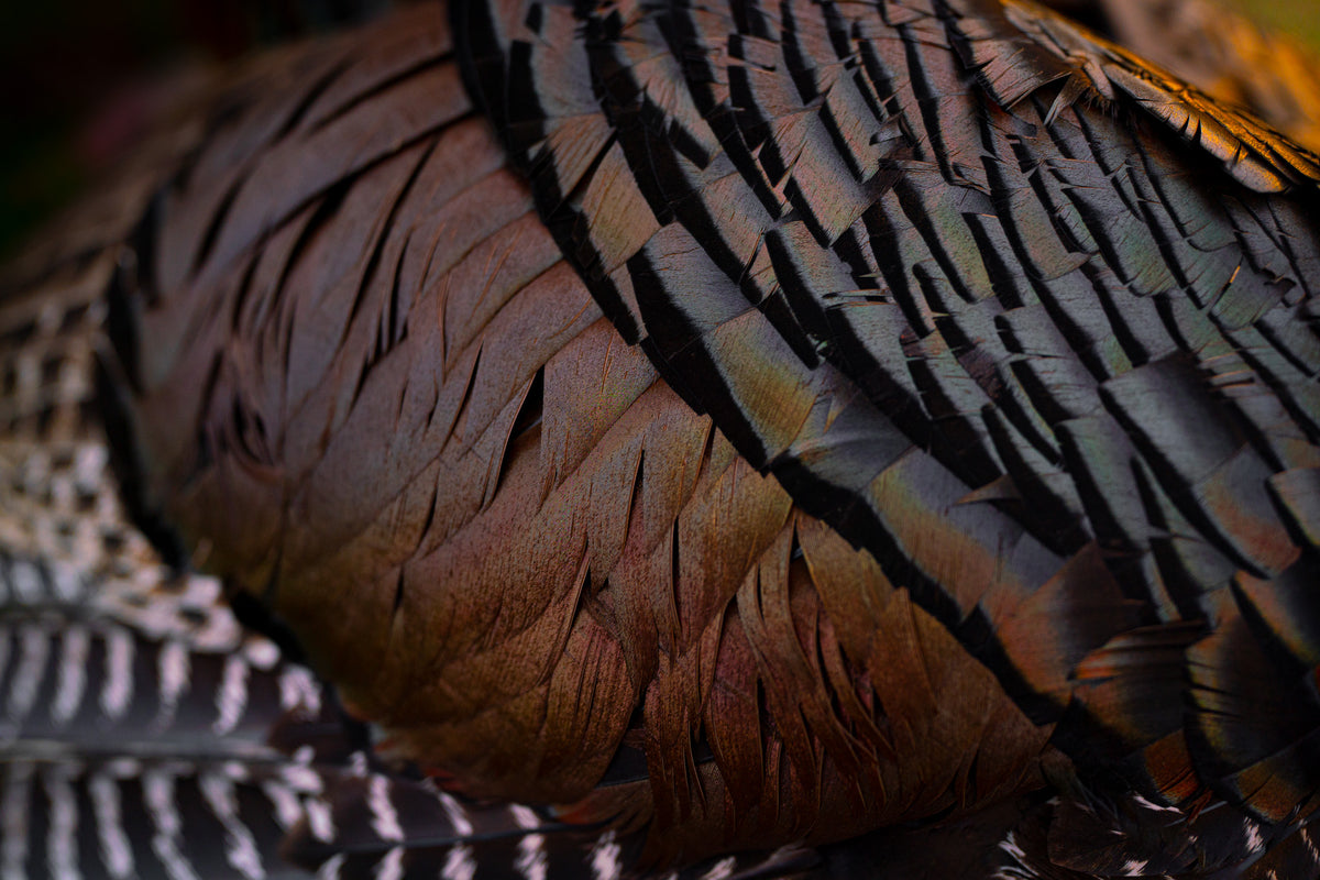 Turkey Hunting