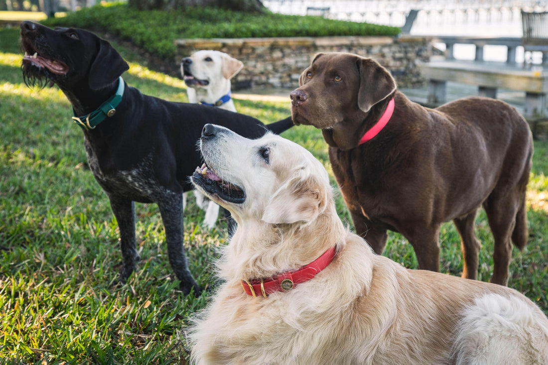Dog Fur and Your Wardrobe: What You Need to Know - Over Under Clothing