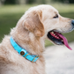Water Dog Collar Atlantic Blue