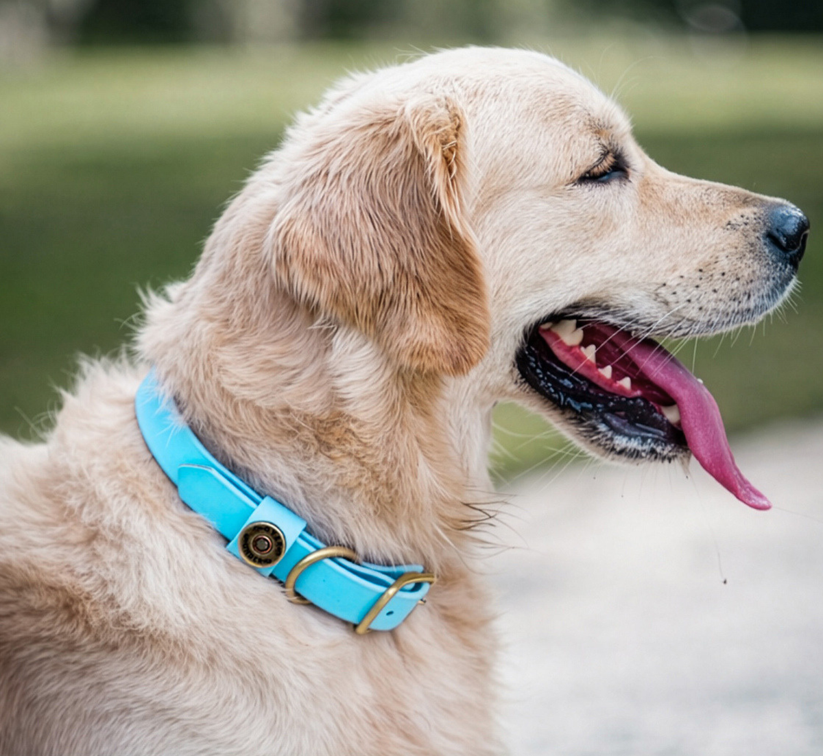 Water Dog Collar Atlantic Blue