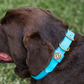 Water Dog Collar Atlantic Blue