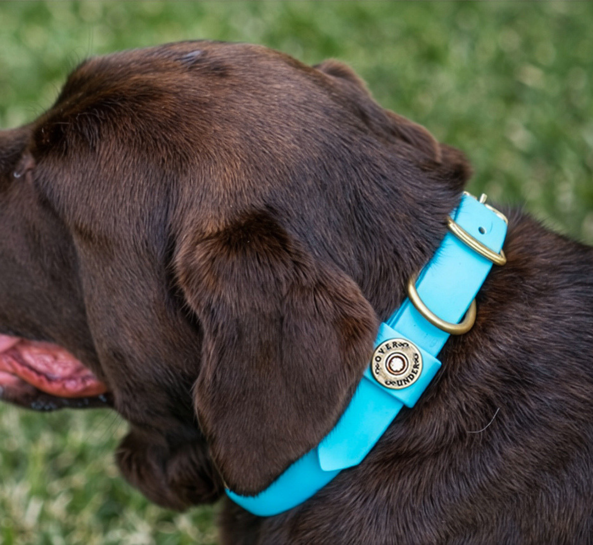 Water Dog Collar Atlantic Blue