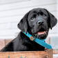 Water Dog Collar Atlantic Blue