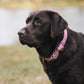 Water Dog Collar Lavender