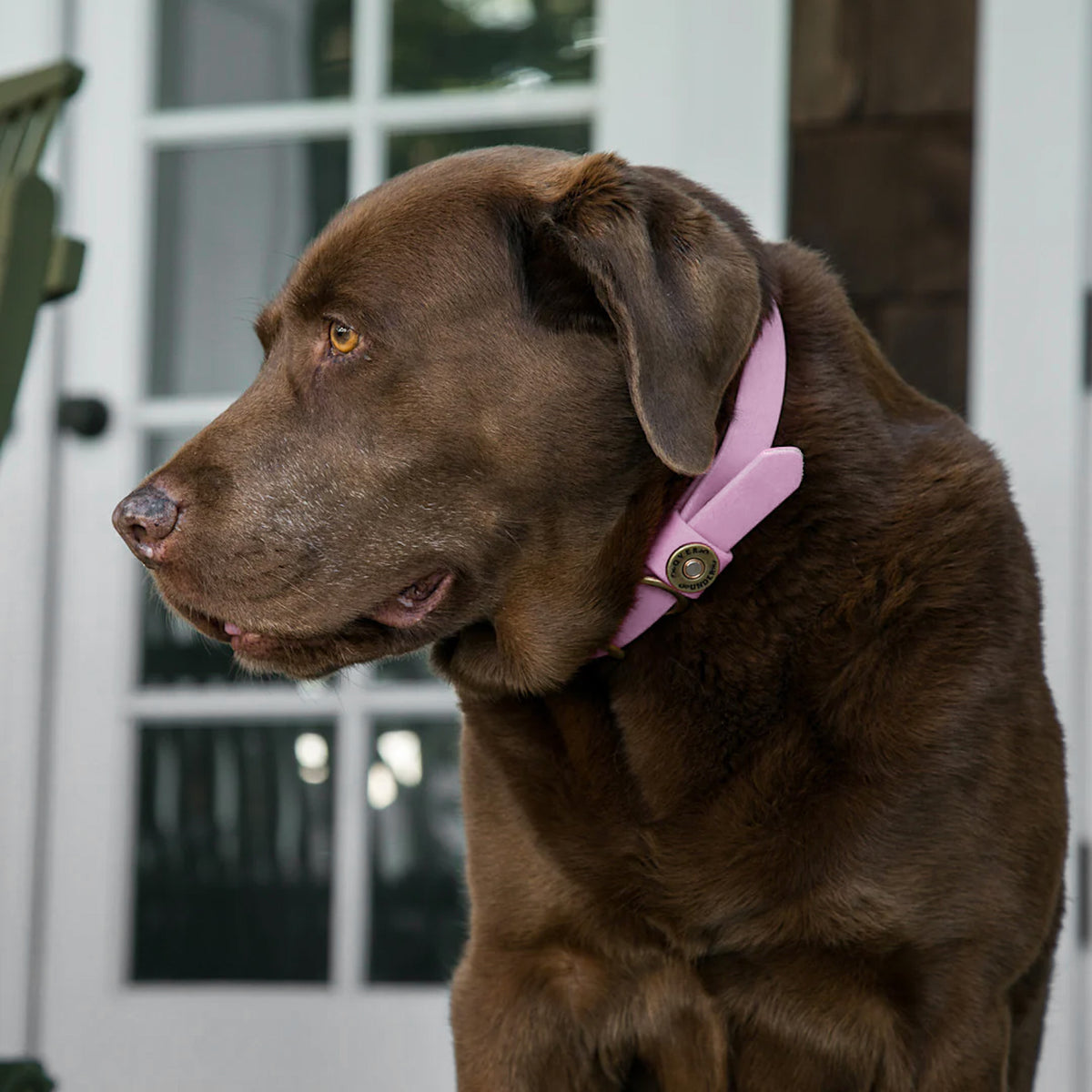 Water Dog Collar Lavender